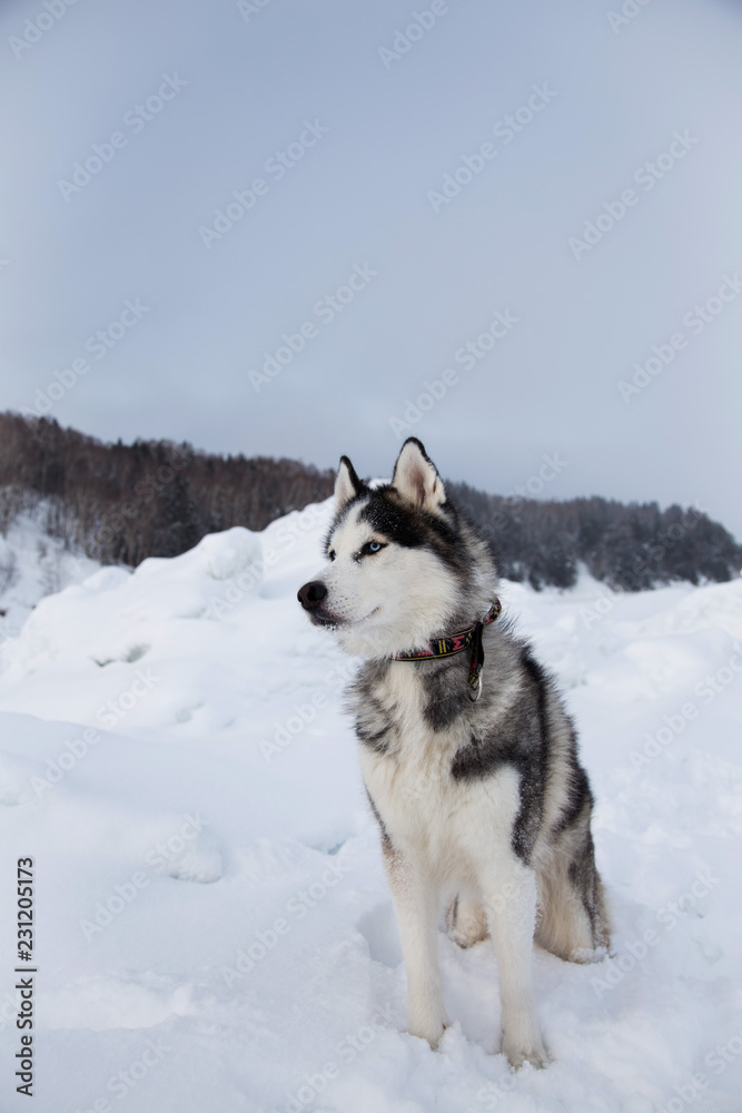 Black and white husky dog with blue eyes is sitting on the snow and looking afar. Profile Portrait of Siberian husky on ice floe on the frozen Okhotsk sea and forest background.
