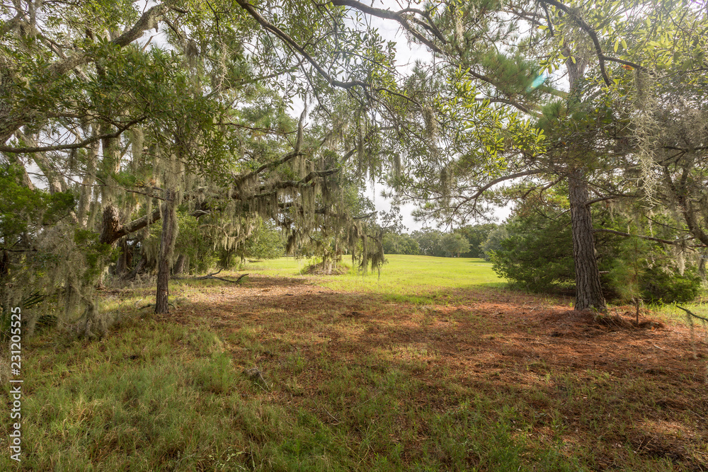 Wadmalaw Island, South Carolina, USA Wadmalaw Island, South Carolina, USA