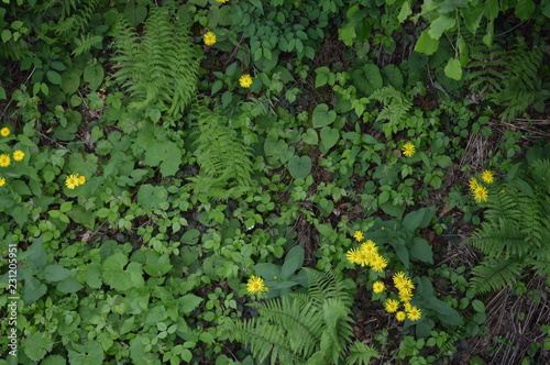 Fototapeta Naklejka Na Ścianę i Meble -  background of green leaves on the Transcarpathia