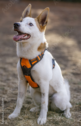 Fototapeta Naklejka Na Ścianę i Meble -  Nordic Spitz Female Puppy Sitting and Looking Up for Treat. Off-leash Dog Park in Northern California.