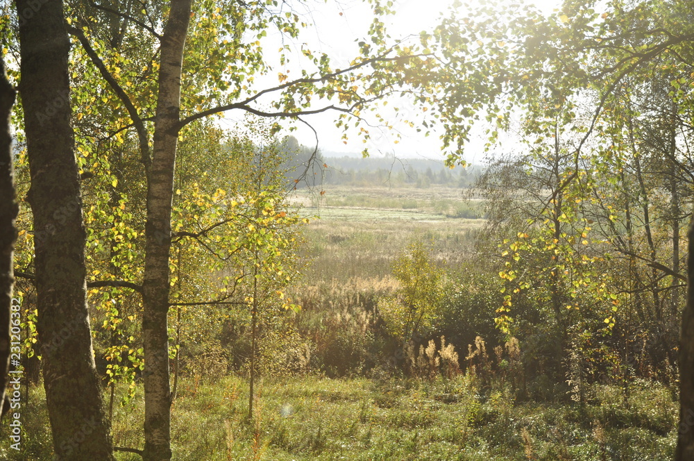 Obraz premium лес