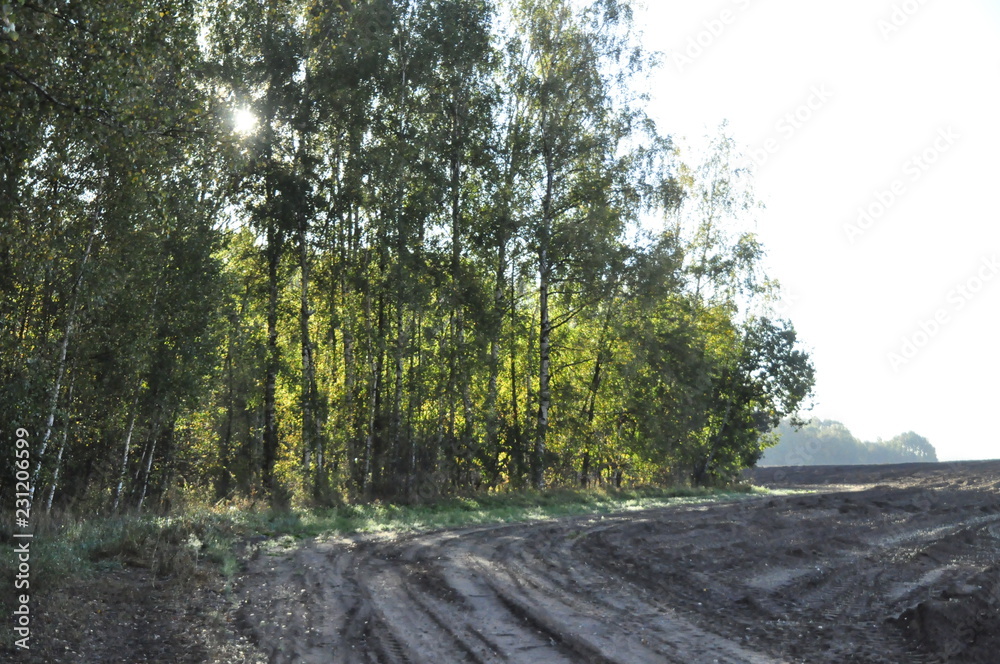 Fototapeta premium лес