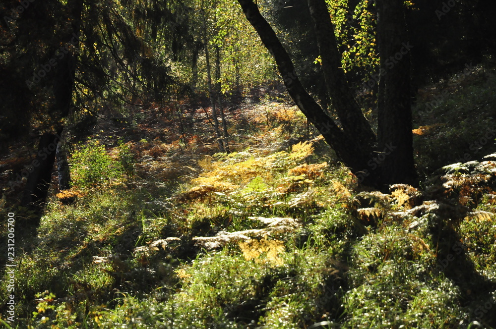 Obraz premium лес