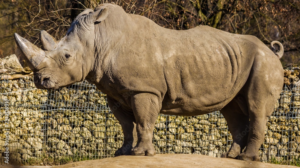 Fototapeta premium Big rhinoceros portrait
