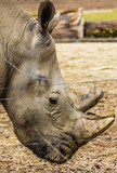 Big rhinoceros portrait