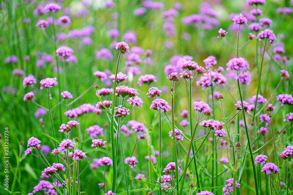 Lavender flower background