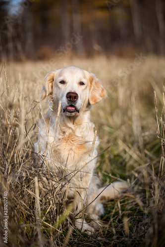 Portrait of adorable beige dog breed golden retriever sitting in the withered rye field in autumn