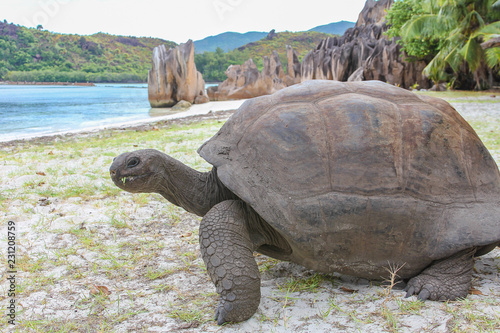 Riesenschildkröte am Strand der Insel Curieuse, Seychellen