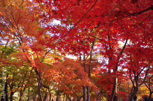 紅葉