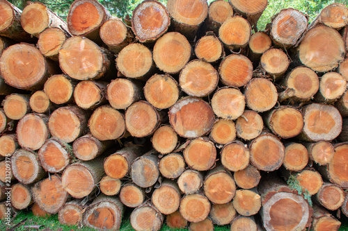 pile of wooden logs