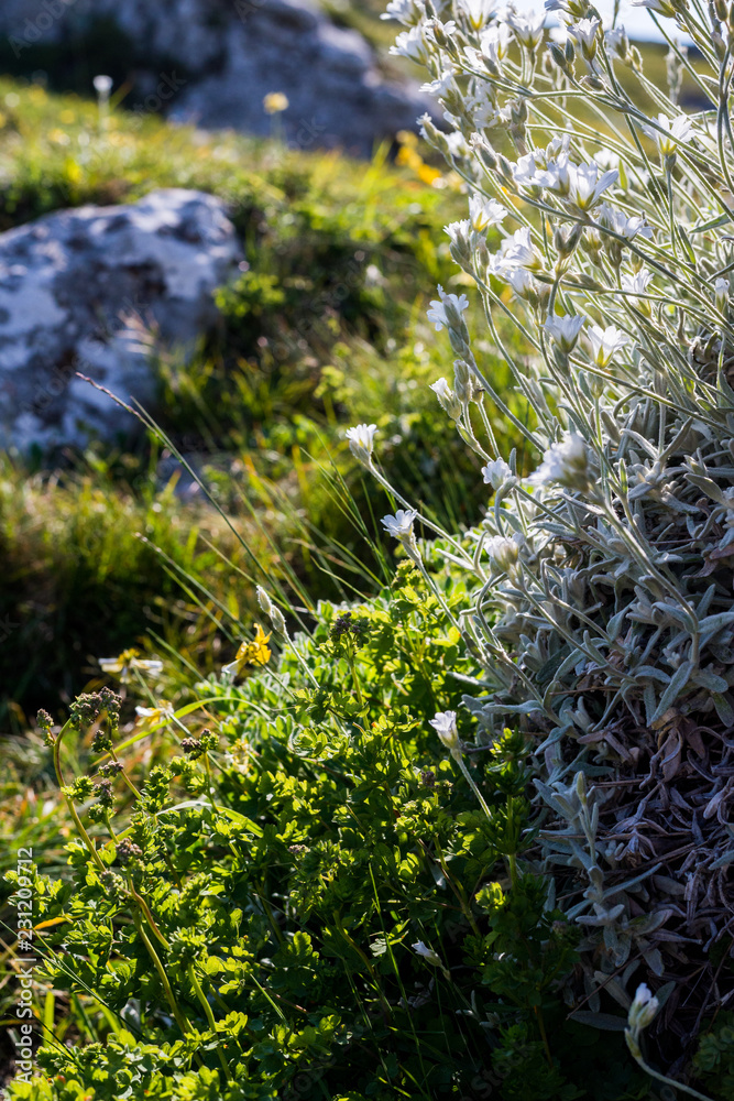 Obraz premium mountain flowers