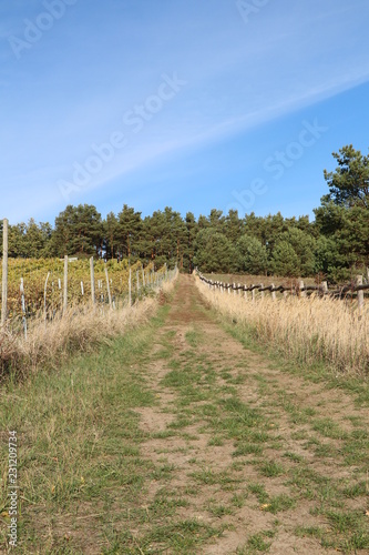 Pfad in den Wald