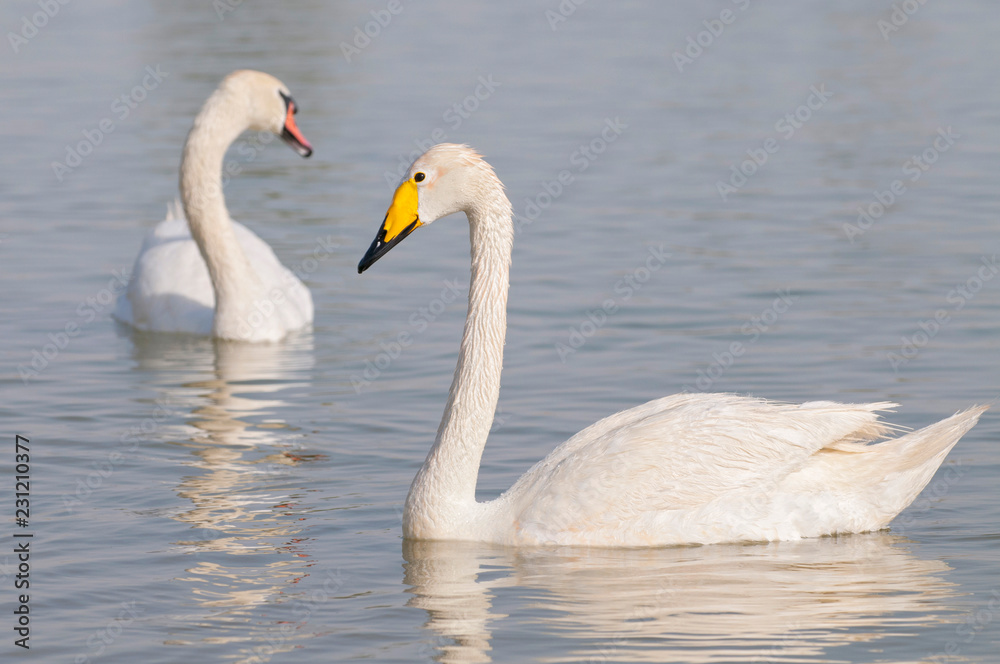 Whooper Swans (Cygnus cygnus) swimming at an oasis lagoon Al Qudra Lakes in the desert in the United Arab Emirates in Arabia. Whooper Swans (Cygnus cygnus) swimming at an oasis lagoon Al Qudra Lakes in the desert in the United Arab Emirates in Arabia.