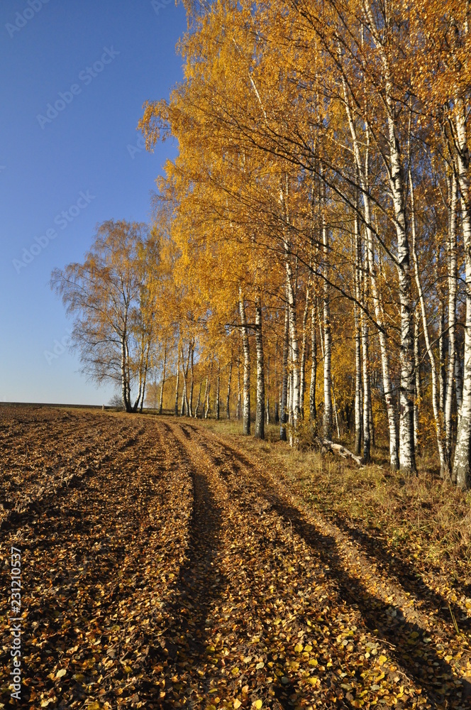 Naklejka premium осень