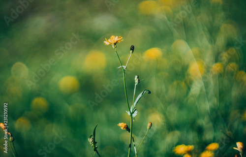 Fototapeta Naklejka Na Ścianę i Meble -  flowers yellow green
