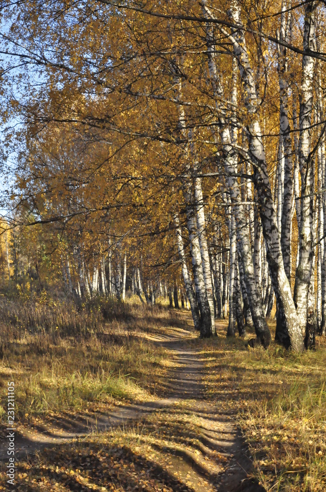Fototapeta premium осень