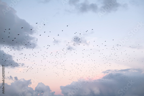 Pink skies with clouds during sunset with many birds flying photo
