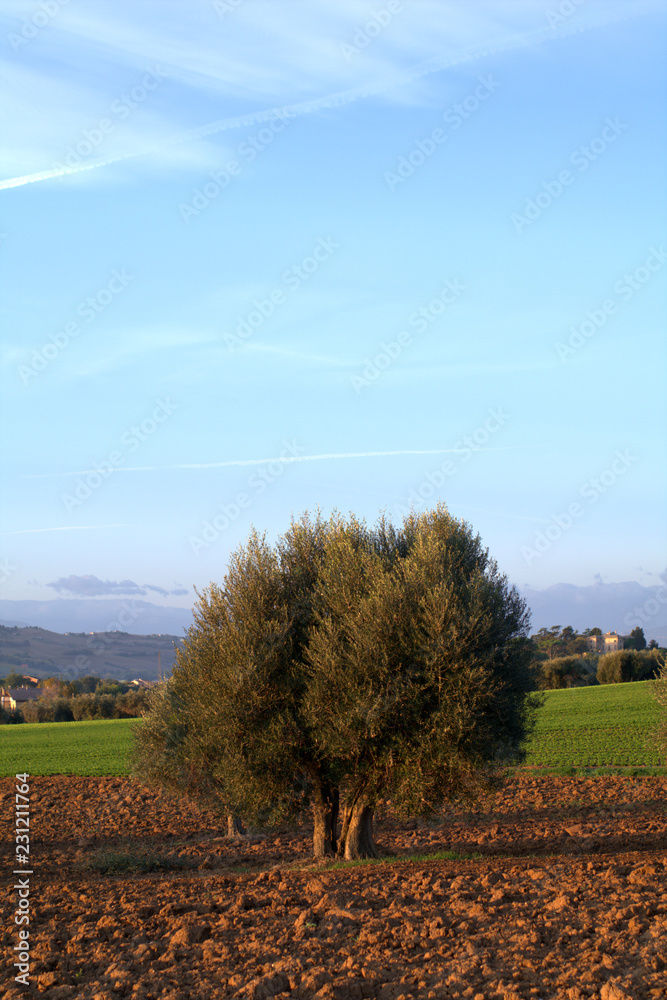 tree in the field,olive,autumn,agriculture,landscape,countryside,view,horizon,sky,nature,italy,