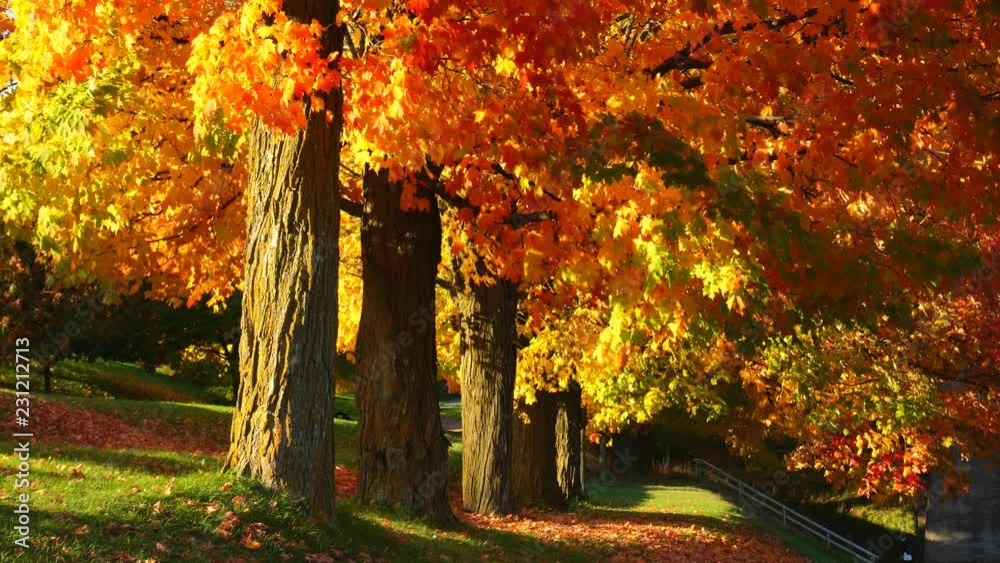 Maple Trees Rows Autumn maple tree row in landscape with red orange and golden colors ...