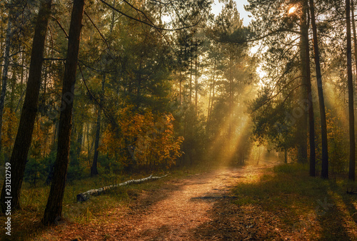 sun rays play in the branches of trees. autumn forest. autumn colors. morning. © Mykhailo