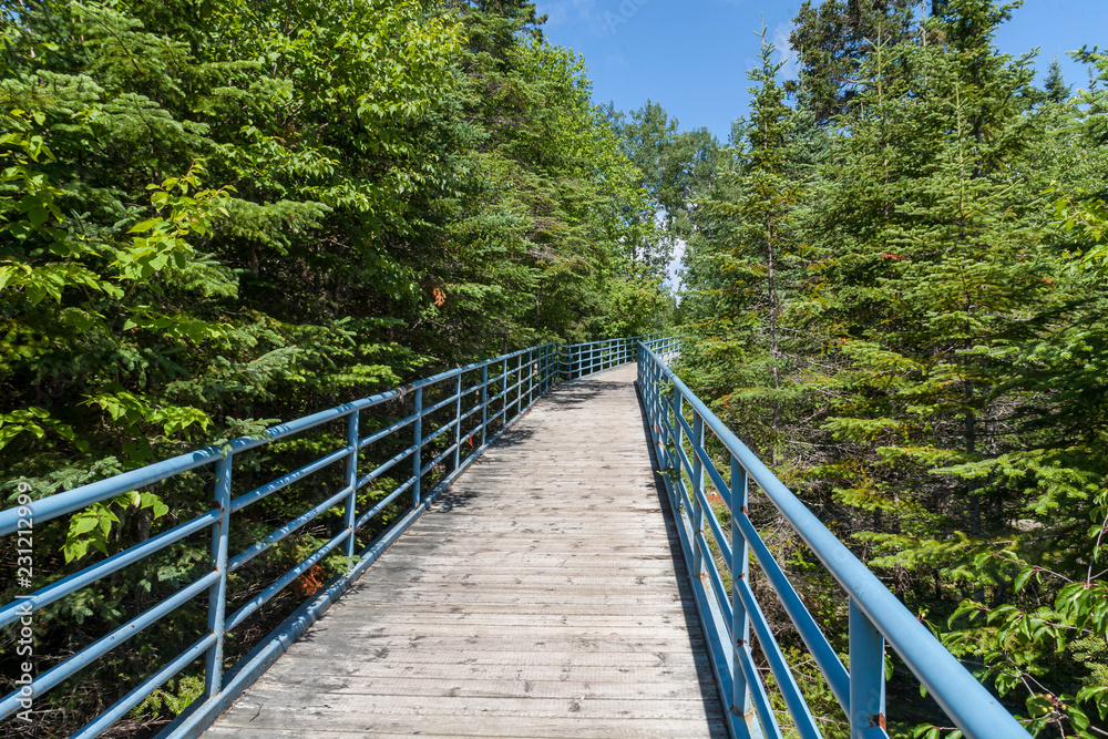 Fototapeta premium wooden bridge in the forest