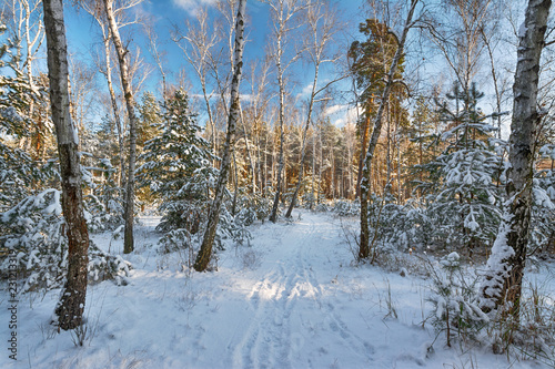 winter landscape. snowy forest. snow covered trees. coldly.