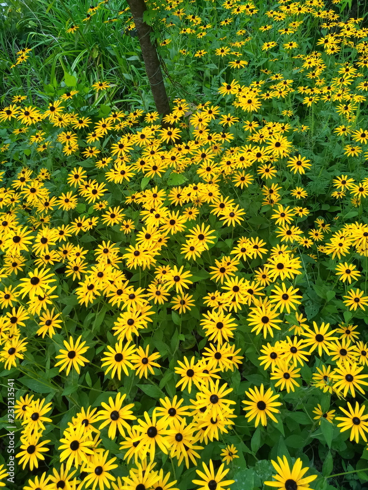 Obraz premium Yellow flowers