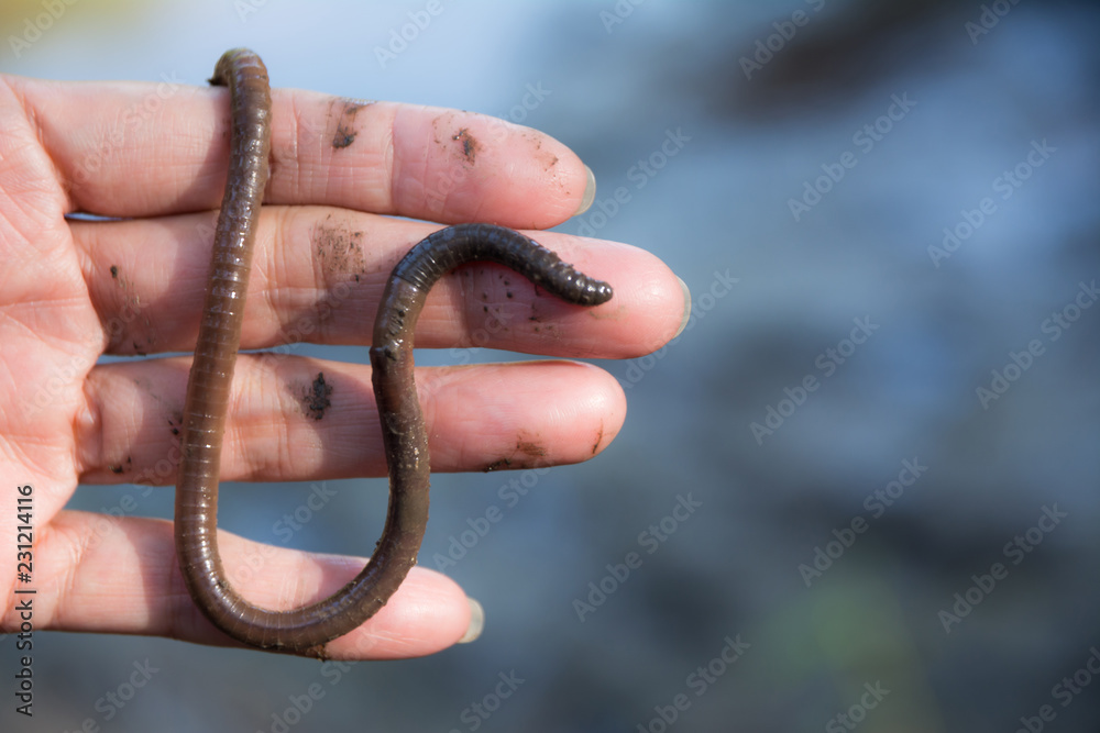 Fototapeta premium Female hand holding earth worms in her hand on blurred background.