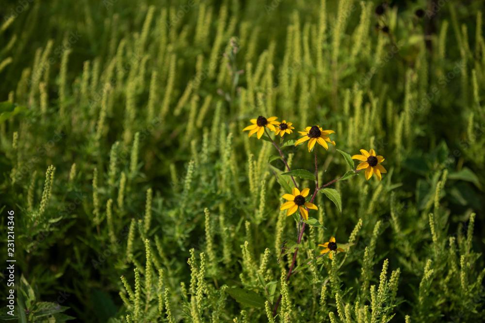 Obraz premium Flower and weed