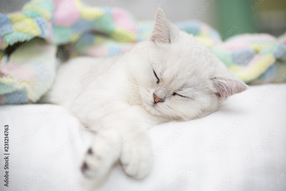 Beautiful cat breed Scottish straight chinchilla sleeping Beautiful cat breed Scottish straight chinchilla sleeping