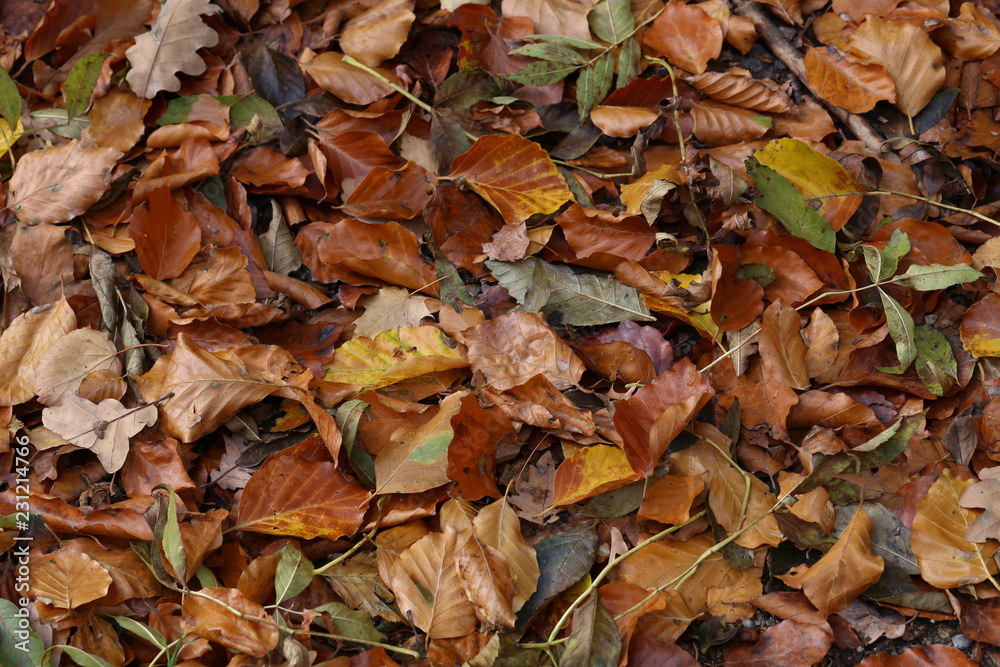 Carpet of autumn leaves. Fallen autumn leaves on the ground. Carpet of autumn leaves. Fallen autumn leaves on the ground.