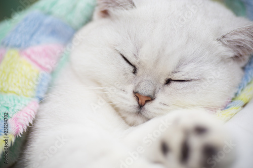 Beautiful cat breed Scottish straight chinchilla sleeping
