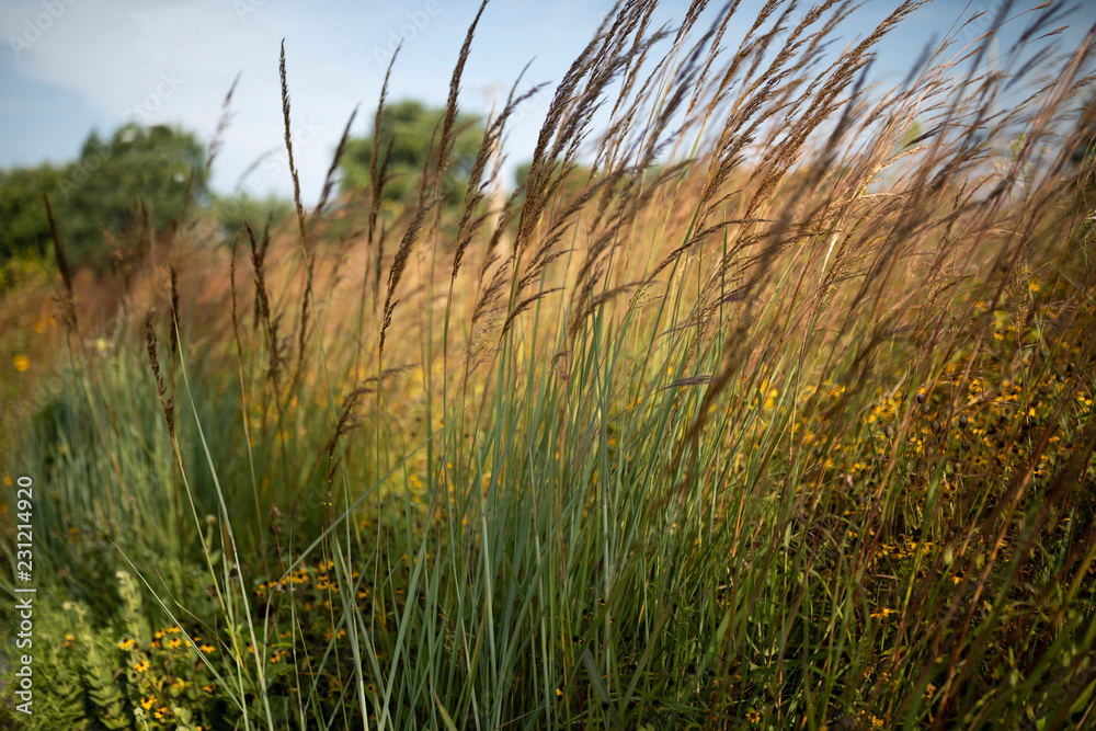 Fototapeta premium grass on the beach