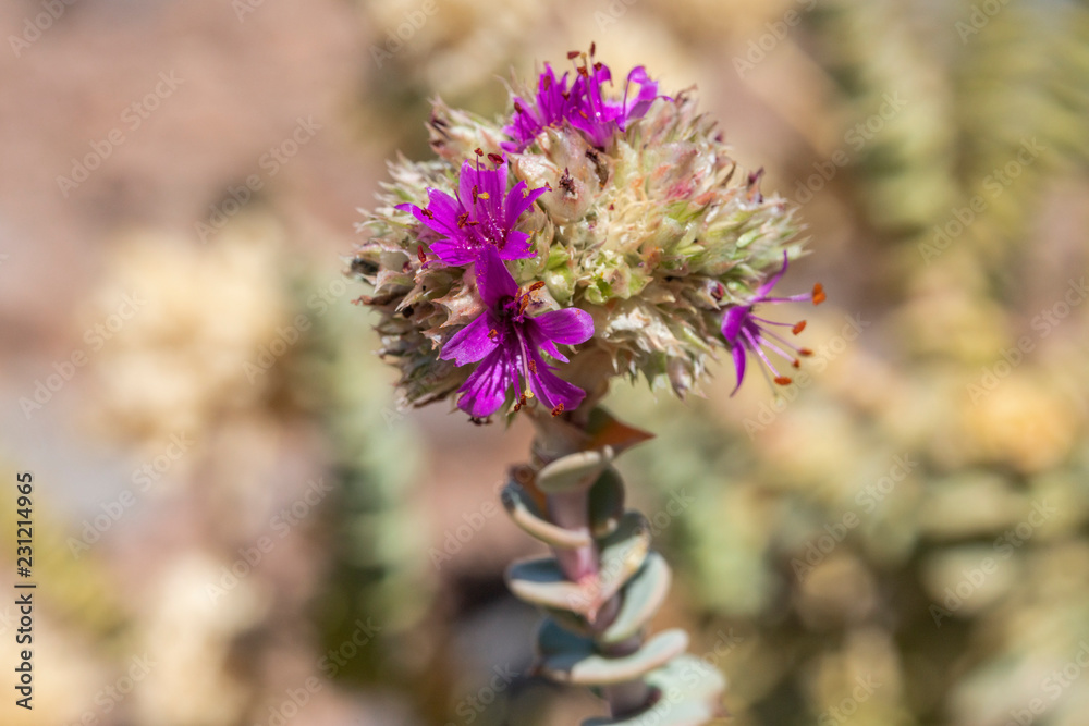 Life in dry extreme conditions, this is what the Cistanthe Salsoloides