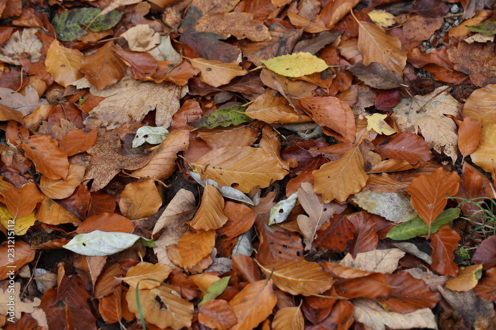 Carpet of autumn leaves. Fallen autumn leaves on the ground. Carpet of autumn leaves. Fallen autumn leaves on the ground.