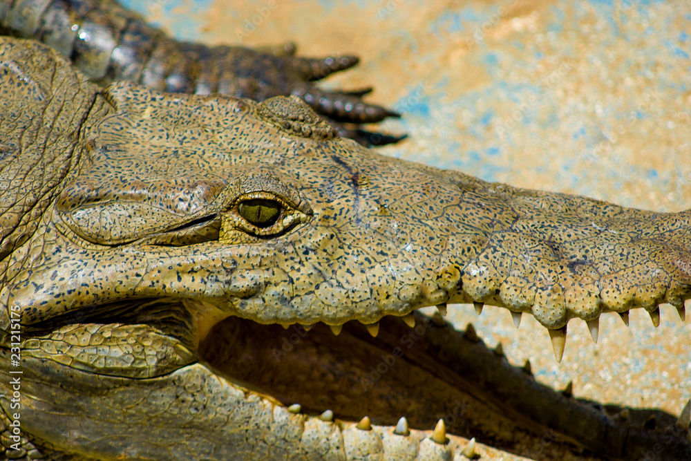 Fototapeta premium Crocodile
