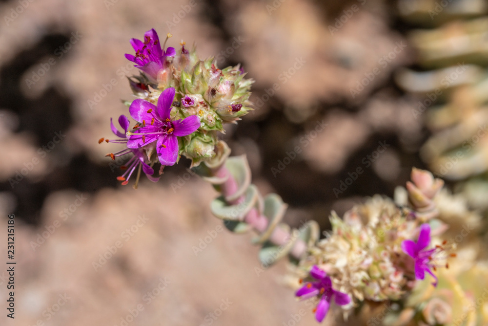 Life in dry extreme conditions, this is what the Cistanthe Salsoloides