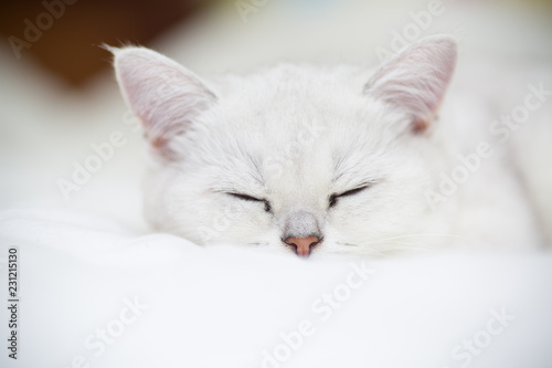 Fototapeta Naklejka Na Ścianę i Meble -  Beautiful cat breed Scottish straight chinchilla sleeping
