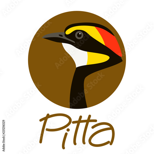 bird    pitta  head vector illustration 