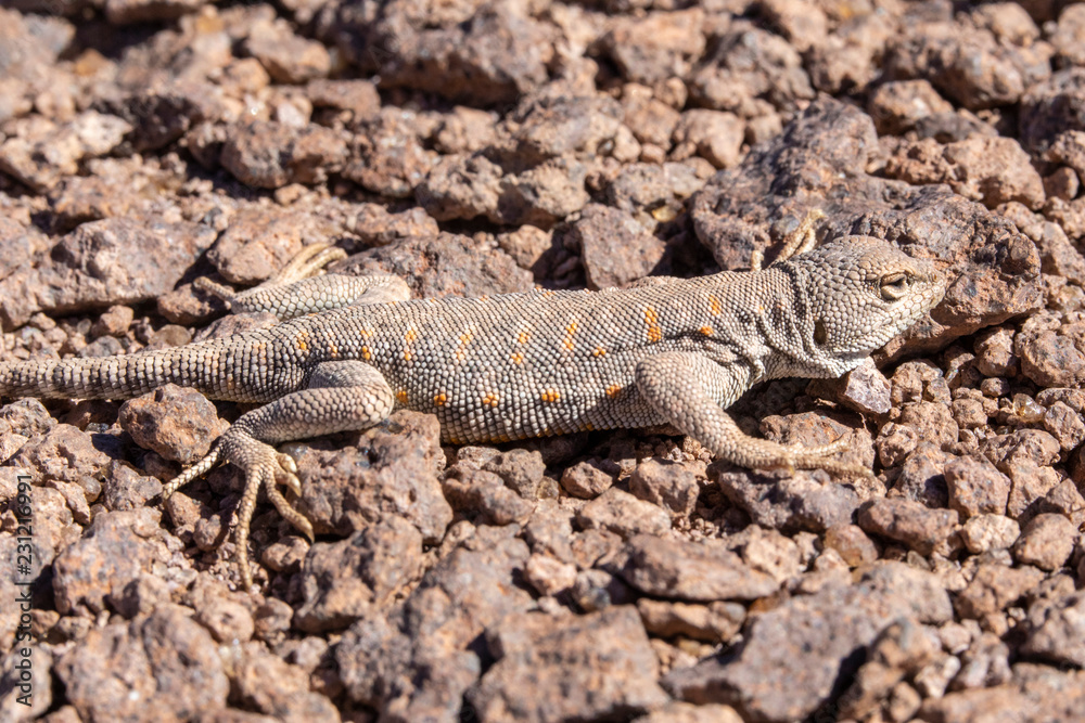 Andina Lizard (Liolaemus Andina or Torresi) in the amazing Desierto de Atacama (Atacama Desert), impressive fauna living in the driest desert environment in the world, Chile, a life in hard condition
Andina Lizard (Liolaemus Andina or Torresi) in the amazing Desierto de Atacama (Atacama Desert), impressive fauna living in the driest desert environment in the world, Chile, a life in hard condition