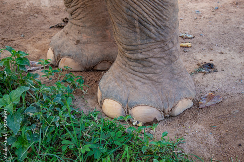 Elephant Feet Detail