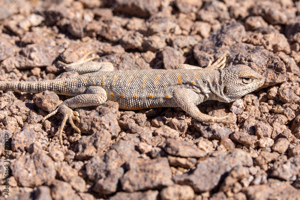 Andina Lizard (Liolaemus Andina or Torresi) in the amazing Desierto de Atacama (Atacama Desert), impressive fauna living in the driest desert environment in the world, Chile, a life in hard condition
Andina Lizard (Liolaemus Andina or Torresi) in the amazing Desierto de Atacama (Atacama Desert), impressive fauna living in the driest desert environment in the world, Chile, a life in hard condition