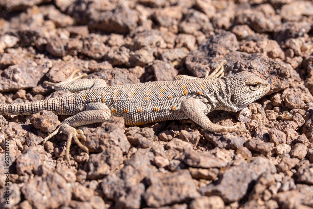 Andina Lizard (Liolaemus Andina or Torresi) in the amazing Desierto de Atacama (Atacama Desert), impressive fauna living in the driest desert environment in the world, Chile, a life in hard condition
Andina Lizard (Liolaemus Andina or Torresi) in the amazing Desierto de Atacama (Atacama Desert), impressive fauna living in the driest desert environment in the world, Chile, a life in hard condition