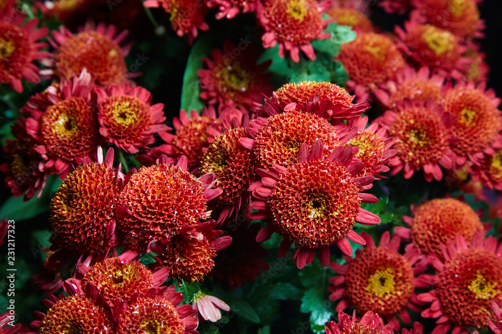 Chrysanthemum flowers as a background close up. Red Chrysanthemums. Chrysanthemum wallpaper. Floral background. Studio lights Chrysanthemum flowers as a background close up. Red Chrysanthemums. Chrysanthemum wallpaper. Floral background. Studio lights