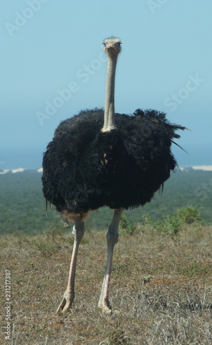 Ostrich at Addo National Park in South Africa