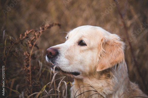 Close-up portrait of beautiful dog breed golden retriever posing in the autumn forest at sunset
