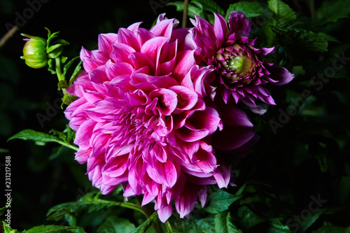 Close up magenta  pink  dahlia flower growing outdoors on a dark background  studio flash is used