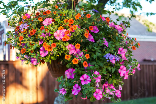 Fototapeta Naklejka Na Ścianę i Meble -  Potted summer plant in backyard