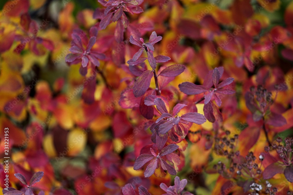 Fototapeta premium kolorowe jesienne liście