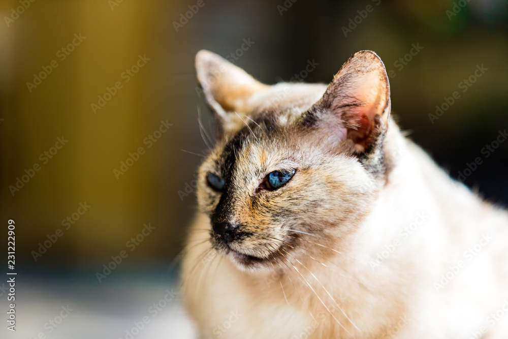 Portrait of beautiful Tortie point Siamese cat .